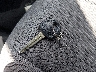 KMHDH6AE1DU****** Salvage 2013 Hyundai Elantra in Georgia State