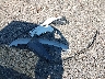 KL4CJ1SB3HB****** Wrecked 2017 Buick Encore in Ohio State