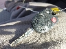 1FADP5AU0HL****** Salvage 2017 Ford C-Max in South Dakota State