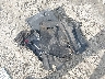 5NPET46C89H****** Salvamento 2009 Hyundai Sonata en Estado de Georgia