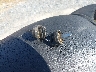 9C2ME1349RR****** Salvage 2024 Honda Crf250 in Georgia State
