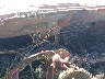 1FACP42E6LF****** Repairable 1990 Ford Mustang in California State