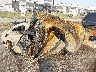 WBA3N7C58EF****** Salvamento y Reparables 2014 BMW 4 Series en Estado de Texas