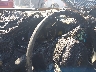 5XYPKDA17GG****** Salvage 2016 Kia Sorento in Cleveland