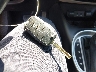 KNDJN2A22E7****** Salvage 2014 Kia Soul in Indiana State
