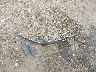 1HGCV1F16KA****** Wrecked 2019 Honda Accord in Mississippi State