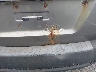 5XYKTCA65DG****** Salvage and Repairable 2013 Kia Sorento in New York State