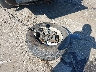 5TFJU4GN1BX****** Reparables 2011 Toyota Tacoma