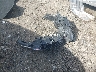 3N1AB8CVXNY****** Wrecked 2022 Nissan Sentra in Massachusetts State