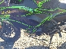 JKAEXEJ12HD****** Wrecked 2017 Kawasaki Ninja 650