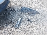 KNDPBCAC9F7****** Wrecked 2015 Kia Sportage in Ohio State