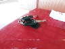 2HGFC2F58GH****** Salvamento 2016 Honda Civic en Estado de Georgia
