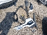 5NMZU3LB9HH****** Wrecked 2017 Hyundai Santa Fe in Louisiana State