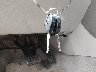 2T3JF4DV4CW****** Salvamento 2012 Toyota RAV4 en Estado de Maryland