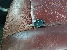 1FTFW1ET6DF****** Salvage 2013 Ford F-150 in Minnesota State