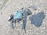 3GKALTEV7NL****** Wrecked 2022 GMC Terrain in Minnesota State
