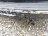 1GKS2EEF2BR****** Salvamento y Reparables 2011 GMC Yukon en Estado de Virginia