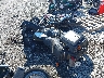 JKAKZDN19DA****** Salvamento y Reparables 1983 Kawasaki Kz750 en Philadelphia
