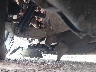 ZARFAEEN1J7****** Salvage and Wrecked 2018 Alfa Romeo Giulia in Grand Rapid