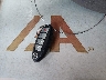 1N4AL2AP8CC****** Salvage 2012 Nissan Altima in Florida State