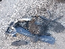 KNALC4J12H5****** Destrozados 2017 Kia Cadenza en Estado de Florida