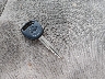 1GCCS198058****** Salvage 2005 Chevrolet Colorado in South Carolina State