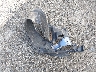 2T1KR30E67C****** Wrecked 2007 Toyota Corolla in Virginia State