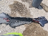 1HGCV1F17JA****** Destrozados 2018 Honda Accord en Estado de Luisiana
