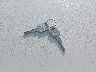 1GTGK29FXRE****** Salvage 1994 GMC Sierra in Washington State