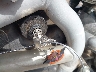 1HD1HAZ142K****** Salvage 2002 Harley-Davidson V-Rod in Arizona State