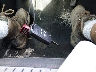 2GNALBEC6B1****** Salvage 2011 Chevrolet Equinox in Ohio State