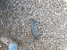 4S4BRCAC8E3****** Wrecked 2014 Subaru Outback in Ohio State
