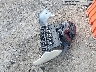 2LMDU68C48B****** Wrecked 2008 Lincoln MKX in Wisconsin State
