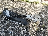 JF2SKAJC0RH****** Wrecked 2024 Subaru Forester in Arkansas State