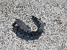 1HGFA16598L****** Wrecked 2008 Honda Civic in Missouri State