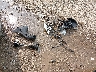 WBA3N9C50GK****** Wrecked 2016 BMW 428i in Ohio State