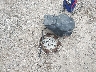 4T1BF3EK4AU****** Wrecked 2010 Toyota Camry in Pennsylvania State