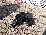 KMHLL4DG0SU****** Wrecked 2025 Hyundai Elantra in Wisconsin State