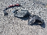 2HGFE1E58TH****** Wrecked 2026 Honda Civic SI in Arkansas State