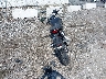MLHNC5558S5****** Salvage and Repairable 2025 Honda CB300R in Maryland State