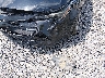 5YFEPRAE1LP****** Reparables 2020 Toyota Corolla
