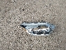 3CZRU5H39MM****** Destrozados 2021 Honda HR-V en Estado de Arizona