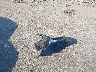 2GNAXJEV7J6****** Wrecked 2018 Chevrolet Equinox in Virginia State