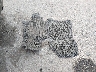 4S4WX85D474****** Wrecked 2007 Subaru B9 Tribeca in Colorado State