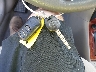 2T1BR32E25C****** Salvage 2005 Toyota Corolla in Maryland State