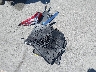 4T1G11AK5LU****** Wrecked 2020 Toyota Camry in California State