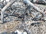 3NSA5K878RH****** Reparables 2024 Polaris RZR en Spokane
