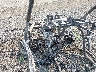 3NSA5K878RH****** Salvamento 2024 Polaris RZR en Spokane