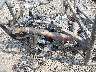 3NSA5K878RH****** Destrozados 2024 Polaris RZR en Spokane