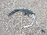 3N1AB7AP8HY****** Wrecked 2017 Nissan Sentra in Minnesota State